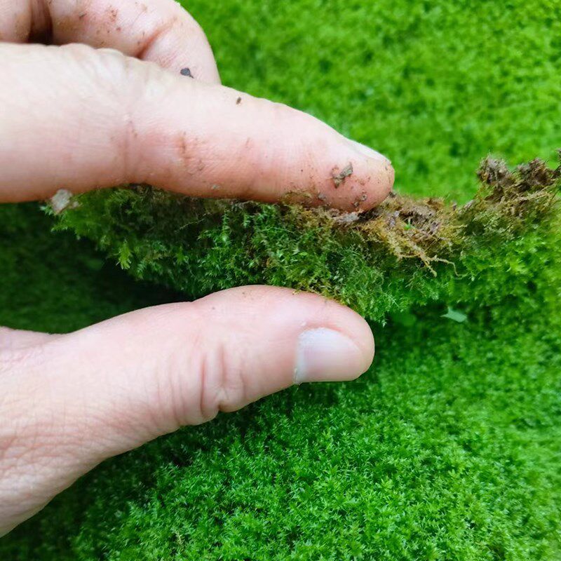 鲜活微景观植物盆景专用苔藓盆栽水陆缸假山草造景细羽青苔一平方