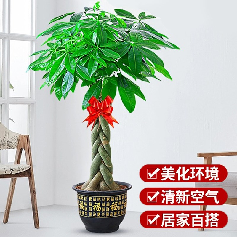 发财树大型盆栽幸福树金钱树办公室内客厅招财绿植吸甲醛花卉盆景