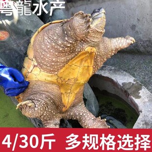 顺丰包邮北美鳄龟活物食用养殖红烧观赏鳄龟大鳄食用鳄鱼龟
