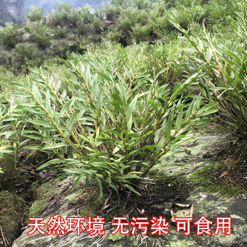 四川夹江叠鞘石斛花苗非赤水金钗石斛苗盆栽苗黄草黄橙铁皮石斛兰