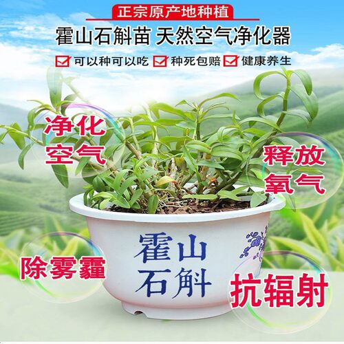 正宗霍山铁皮石斛苗3年室内绿植小盆栽兰花苗石斛鲜条枫斗苗盆景