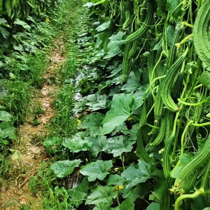 瓜棚管架毛节瓜苦瓜丝瓜豆角爬藤架菜园拱棚架花圃拱形架暖棚支架