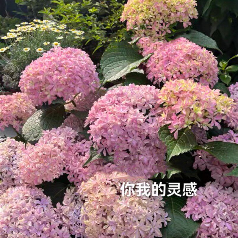 重瓣大花绣球灵感露天苗耐暴晒