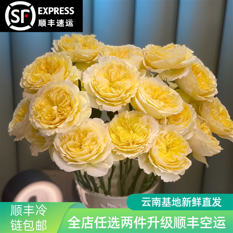 AB级稀有玫瑰花云南鲜花斗南基地直发水养鲜切花单头玫瑰顺丰包邮