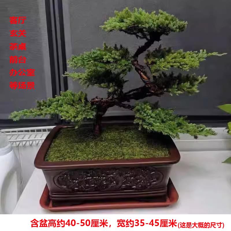 迎客松盆景真树绿植书房客厅玄关前台办公室造型摆件四季常青耐寒