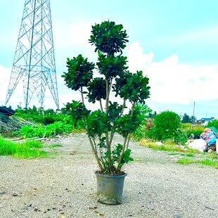 摇钱树金钱榕盆栽绿植地栽老桩造型火山榕树室内客厅观赏植物盆景
