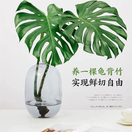 龟背竹花瓶马醉木银柳插花绿植水养水培器皿玻璃花瓶醒花桶高颜值