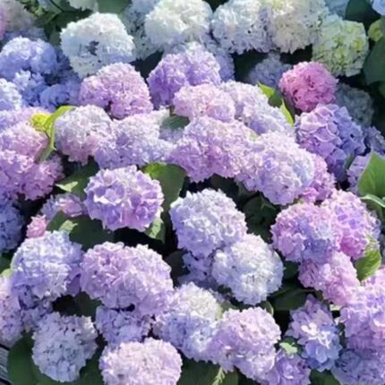 巨型无尽夏精品绣球花苗阳台特大花庭院别墅花园耐寒造景花镜植物