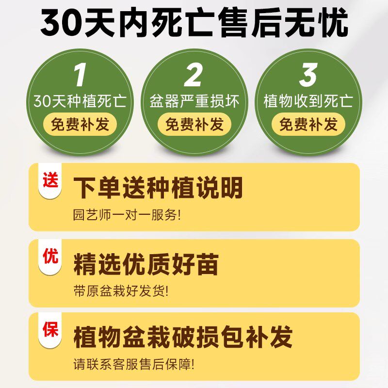 金钱榕盆栽办公室大型发财树摇钱树乔迁之喜室内客厅绿植招财榕树