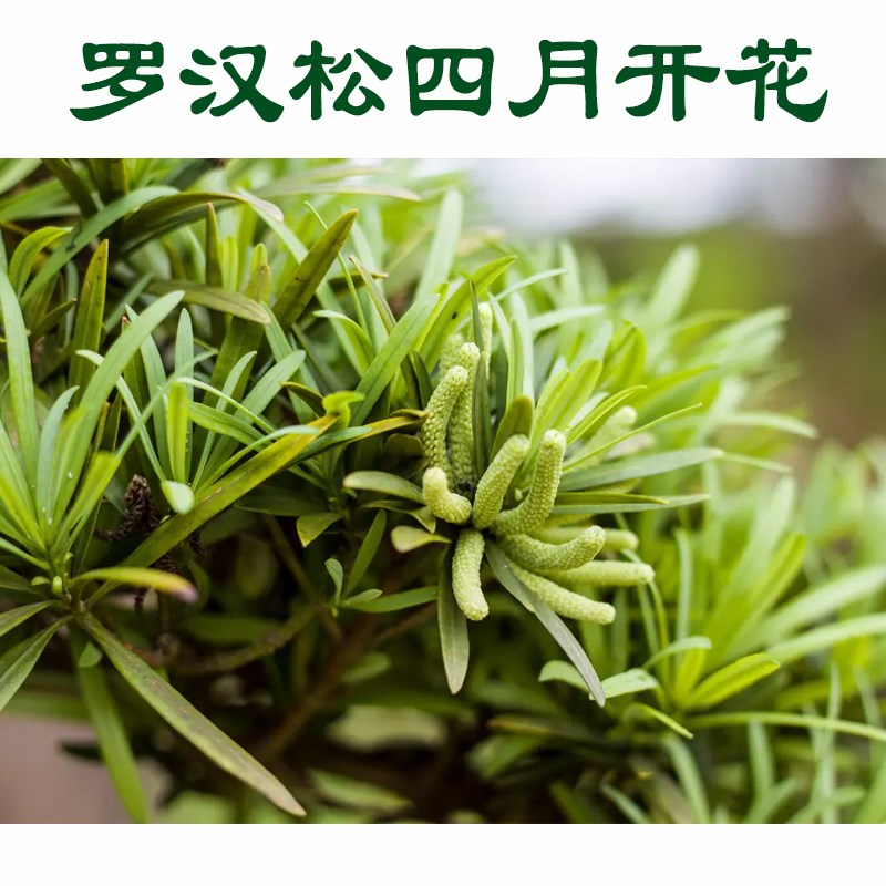 正宗雀舌罗汉松树苗盆景庭院种植盆栽迎客松别墅大型大树植物绿植