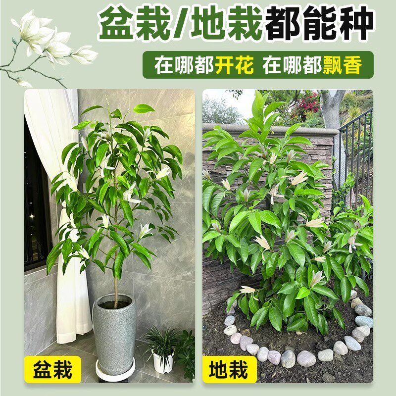 白兰花玉兰花树苗带花苞矮化老桩盆栽紫黄角兰四季开花卉绿植植物