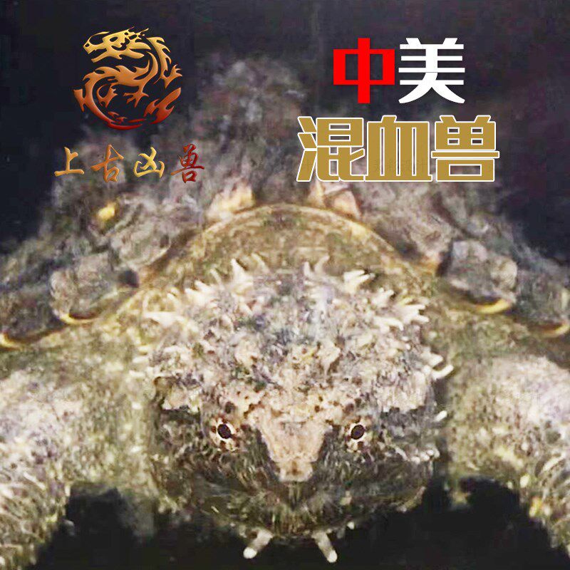 中美杂中美拟鳄龟纯佛鳄龟大头爆刺粗须凶猛活体观赏宠物拟鳄之王
