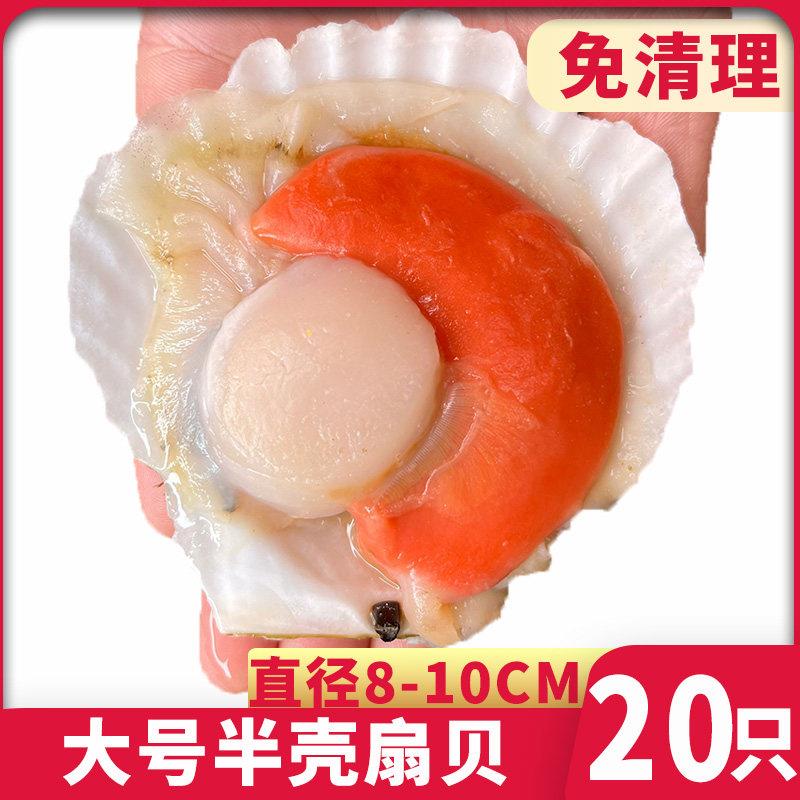 半壳扇贝虾夷扇贝夏夷贝新鲜冷冻大号蒜蓉粉丝扇贝商用烧烤专用