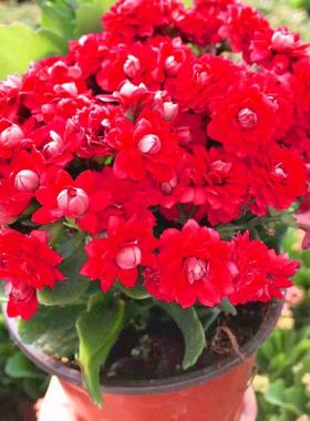 长寿花重瓣 长寿花盆栽 美化环境 进化空气 喜庆花卉绿植