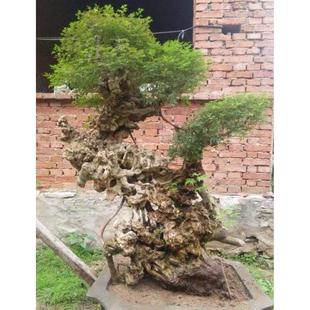 黄荆老桩盆景老根树桩黄荆微盆景小品盆景老桩熟桩黄荆造型盆景