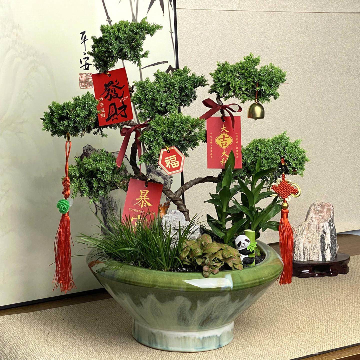 五层塔松盆栽绿植造型盆景开业送礼祝寿礼物办公室送领导高端植物,鲜花速递/花卉仿真/绿植园艺,造型盆景,淘宝优惠券,粉丝福利购,淘宝优惠卷