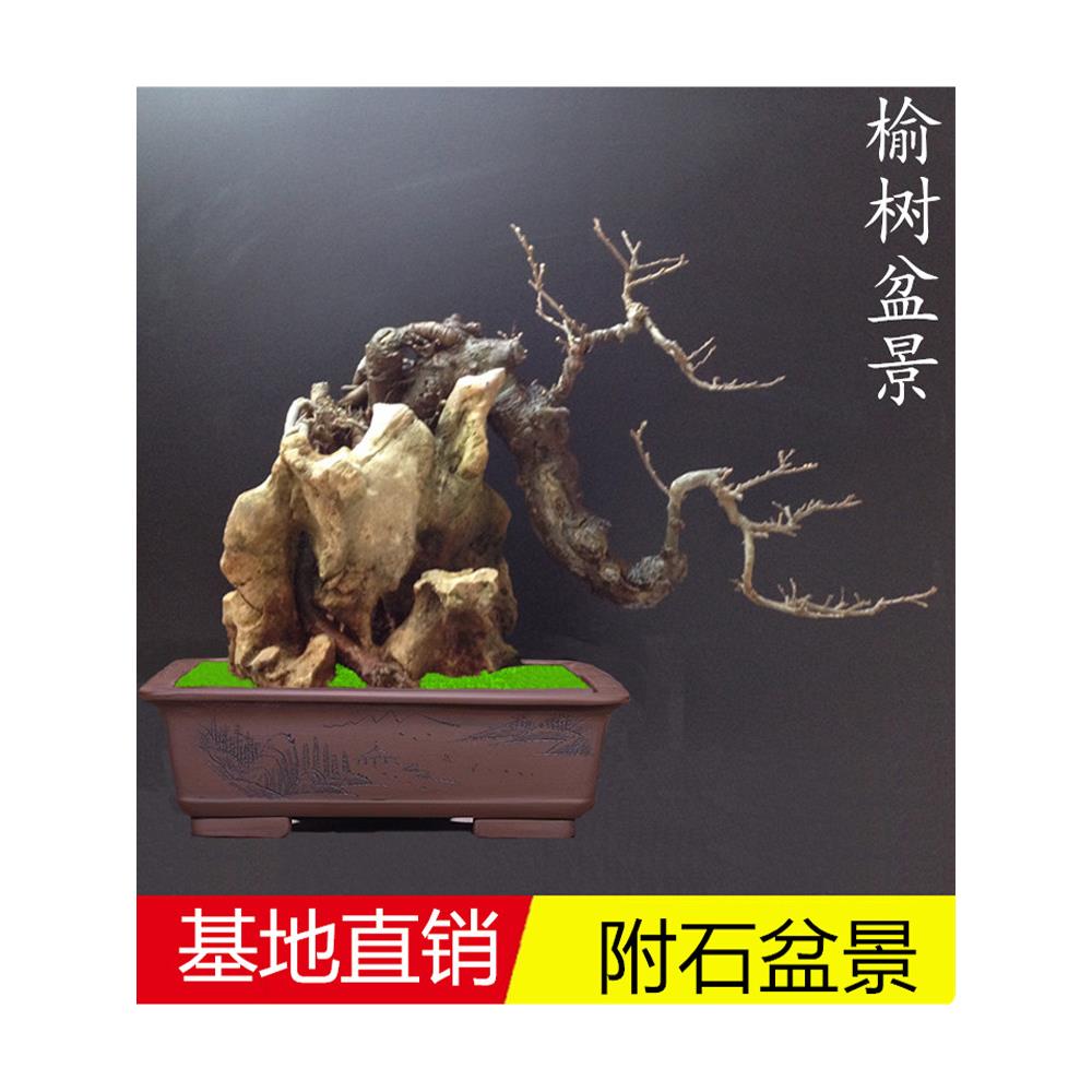 特价精品盆栽 榆树 造型盆景树桩榆树附石榆树办公室内盆栽盆景