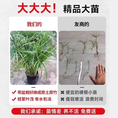 水竹水培植物旱伞草鱼缸造景净化水质水草水生植物鱼池塘龟缸绿植