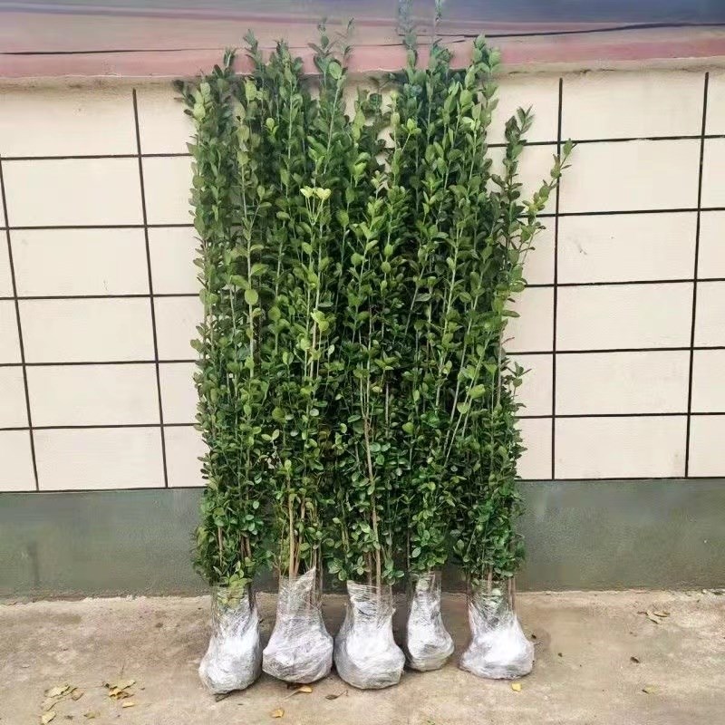 北海道冬青苗法国冬青树苗四季常绿植物庭院绿篱篱笆围墙绿化苗