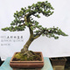 高端五针松盆景 五针松盆景 进口五针松 随园映画旗舰店自营
