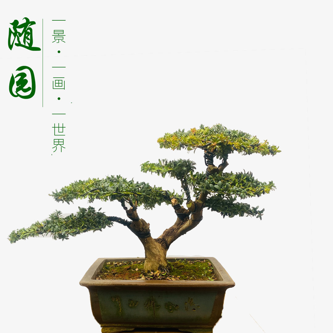随园官方店珍珠红芽罗汉松