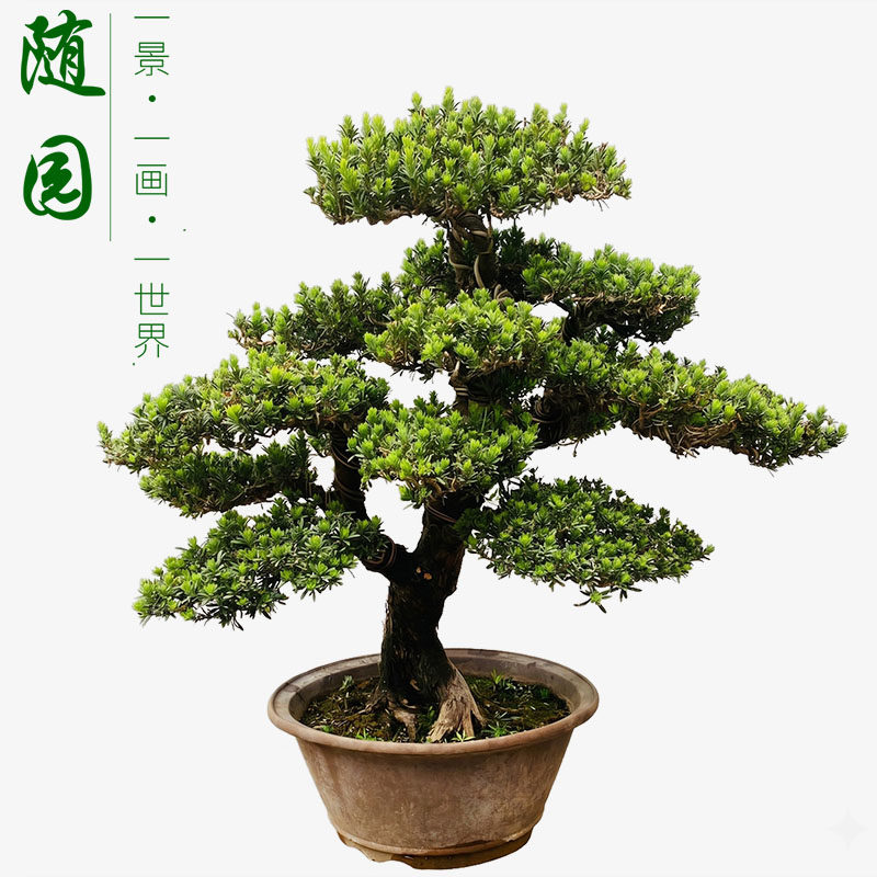 罗汉松盆景随园映画旗舰店