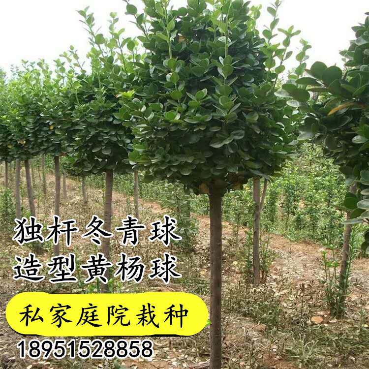 高杆北海道黄杨球独杆造型冬青球冬青树苗大叶黄杨棒棒糖造型植物