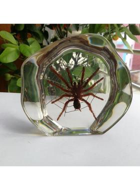 树脂桌面摆件昆虫标本蝎子蜘蛛蝴蝶海景创意礼品家居装饰生日礼物