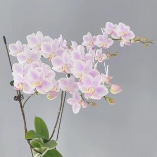 粉色残雪蝴蝶兰抽梗苗带花箭耐热型夏花品种小花型花卉对版洋兰