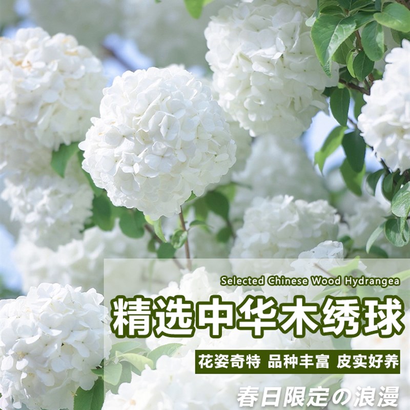 中华木本绣球树苗大花斗球白麻球苗庭院别墅耐寒盆栽风景树绣球花