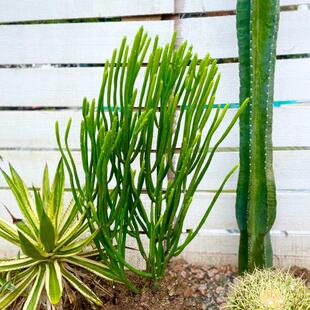 仙人掌植物彭珊瑚光棍树仙人棒沙生植物景观庭院造景耐旱
