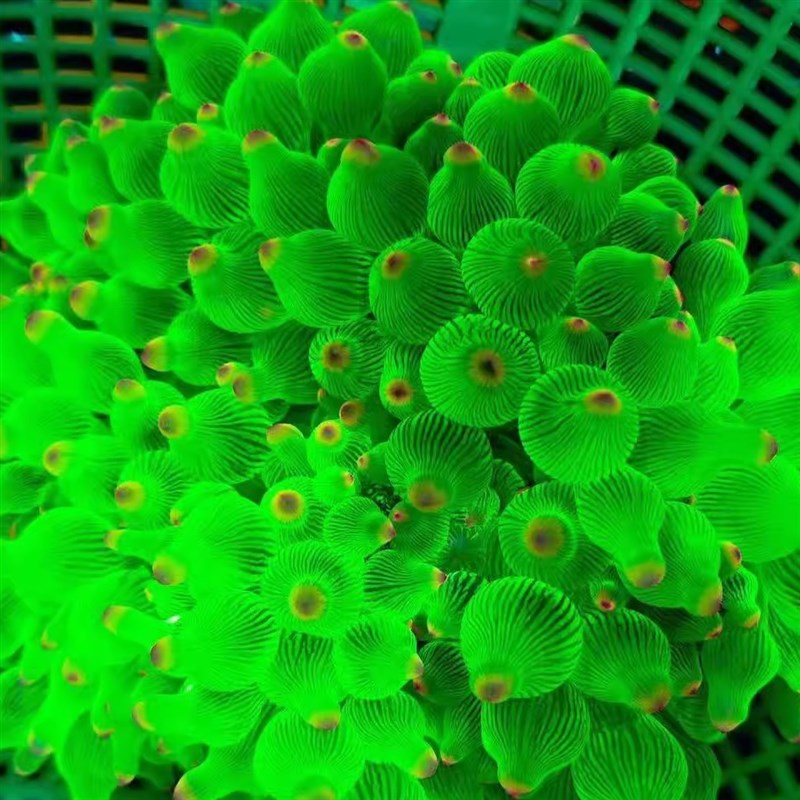 荧光奶嘴海葵小丑鱼共生海葵七彩荧光海葵红奶嘴海葵地毯海葵雪花