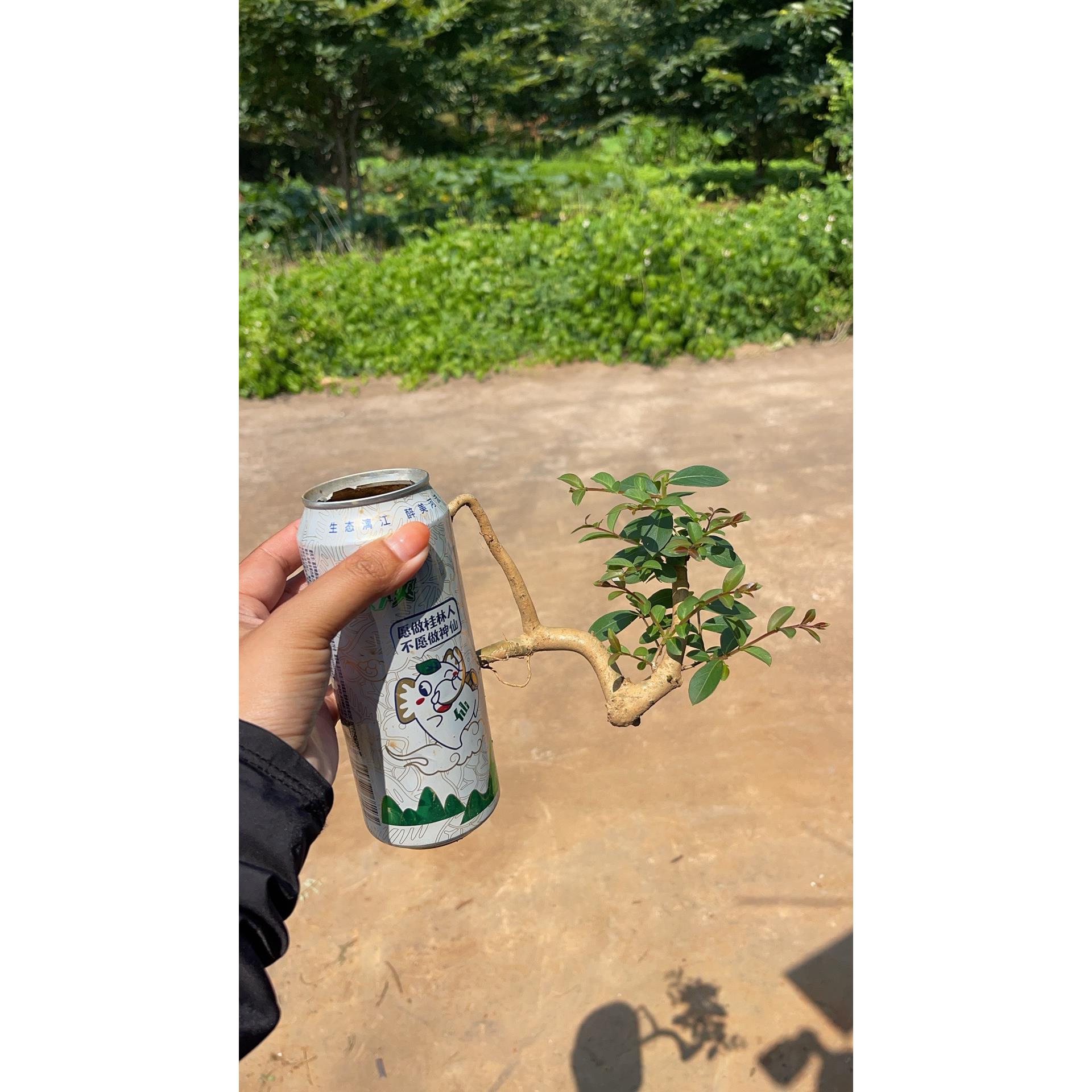 老桩紫薇一物一拍