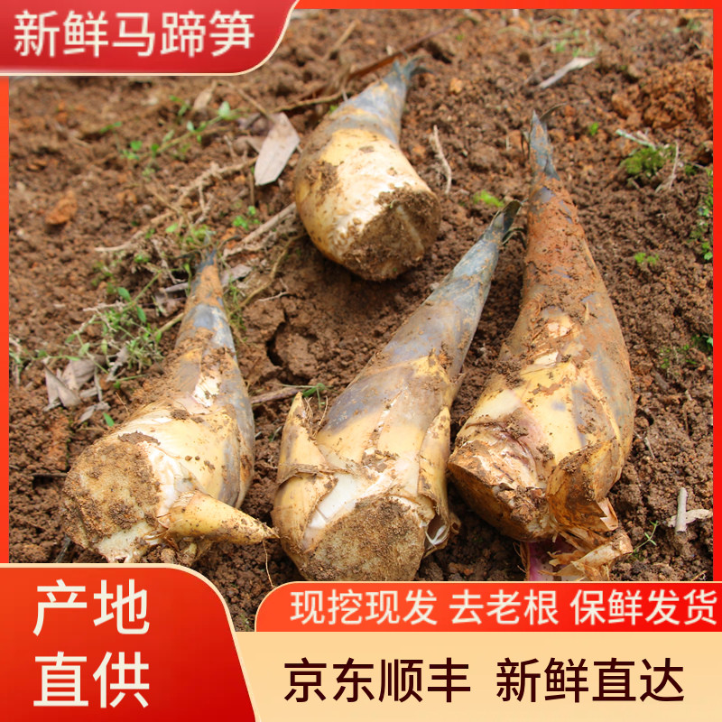 福建当季鲜笋现挖新鲜马蹄笋甜笋鲜笋野生竹笋带壳竹笋脆嫩油焖笋