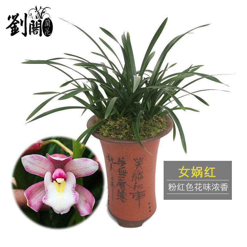 刘阁兰花苗 墨兰矮种 女娲红 粉色兰草桌面绿植花卉盆栽好养易活