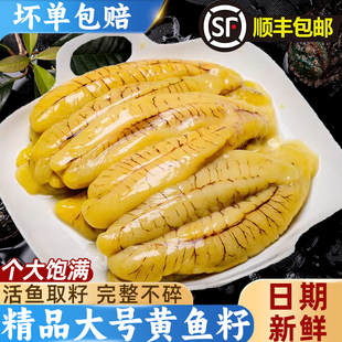 新鲜黄花鱼籽海鲜水产精品大号活鱼取籽鱼膘鱼杂鲜活鱼卵冷冻商用