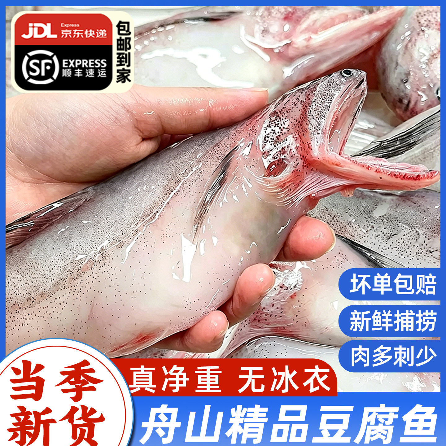 舟山宁波特产大号龙头鱼新鲜豆腐鱼海鲜活冷冻水产九肚鱼生鲜水潺