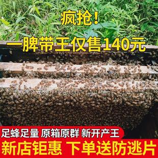 包邮 蜜蜂中蜂蜂群中蜂中华蜂养殖带箱带新开产蜂王带子脾蜜蜂活群