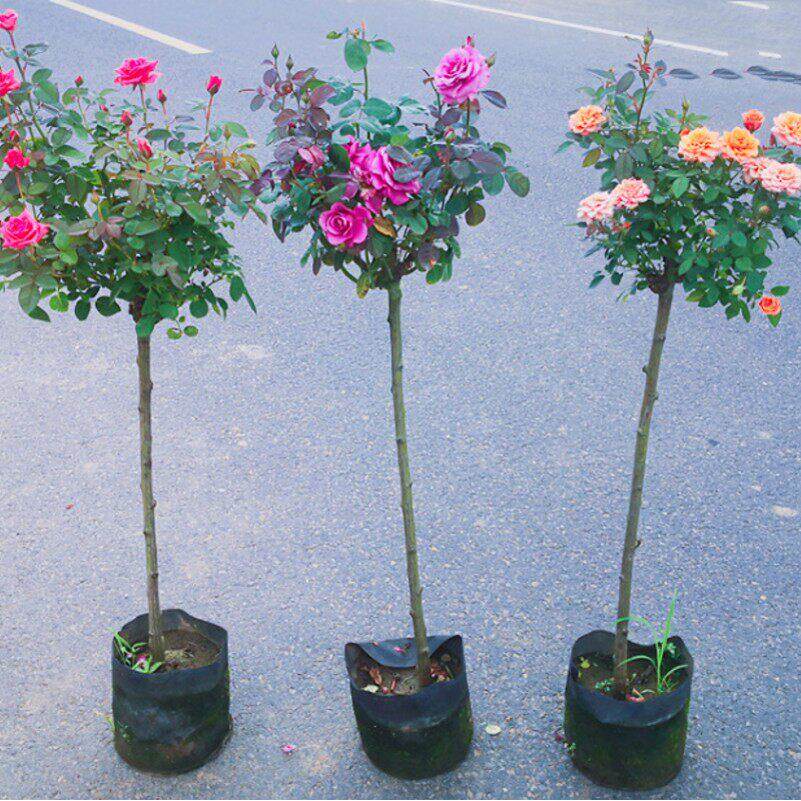树桩月季花苗嫁接棒棒糖树状高杆大花多色玫瑰花树苗开花庭院