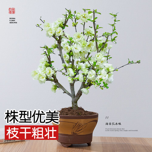 绿宝石海棠花树苗盆栽彩玉盆景老桩银长寿绿海棠耐寒室外四季好养