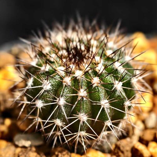 黄花实生栉刺尤伯球仙人球多肉植物花卉绿植室内盆栽阳台四季好养