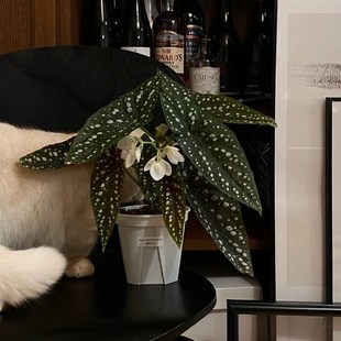 塞拉山王秋海棠竹节类阳台室外室内客厅桌面绿植盆栽观叶赏花植物