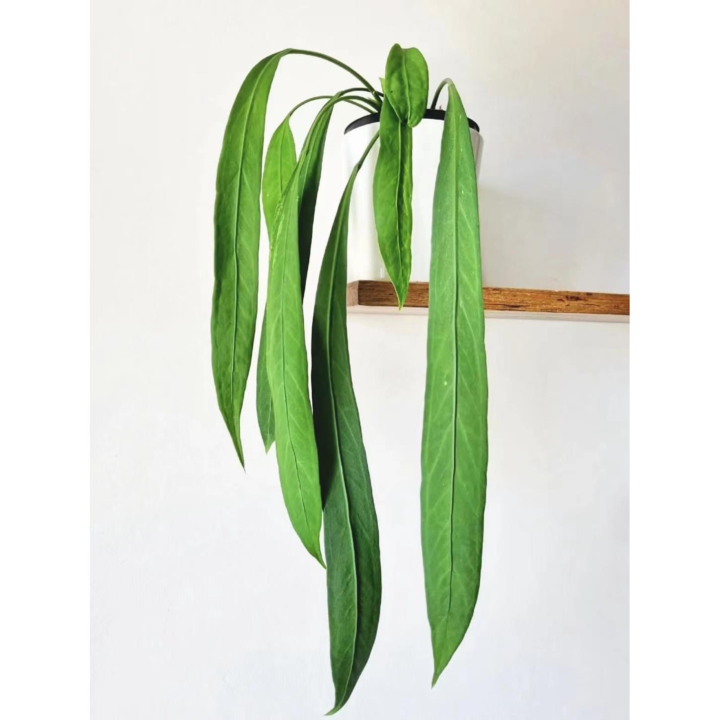 鲸鹿花园 维塔领带花烛天南星室内垂吊悬挂绿植观叶植物