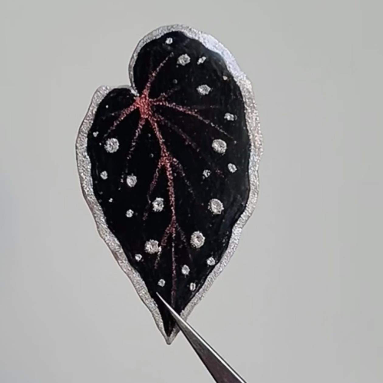 暗黑色系秋海棠合集 观叶植物热植神秘感室内绿植王先森的花园