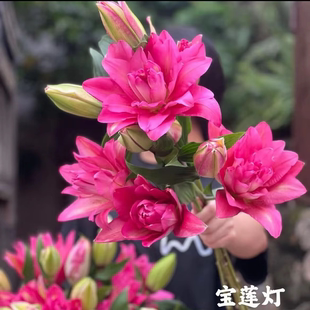 25+周长香水秋百合宝莲灯进口种球带芽重瓣耐寒耐热庭院阳台绿植