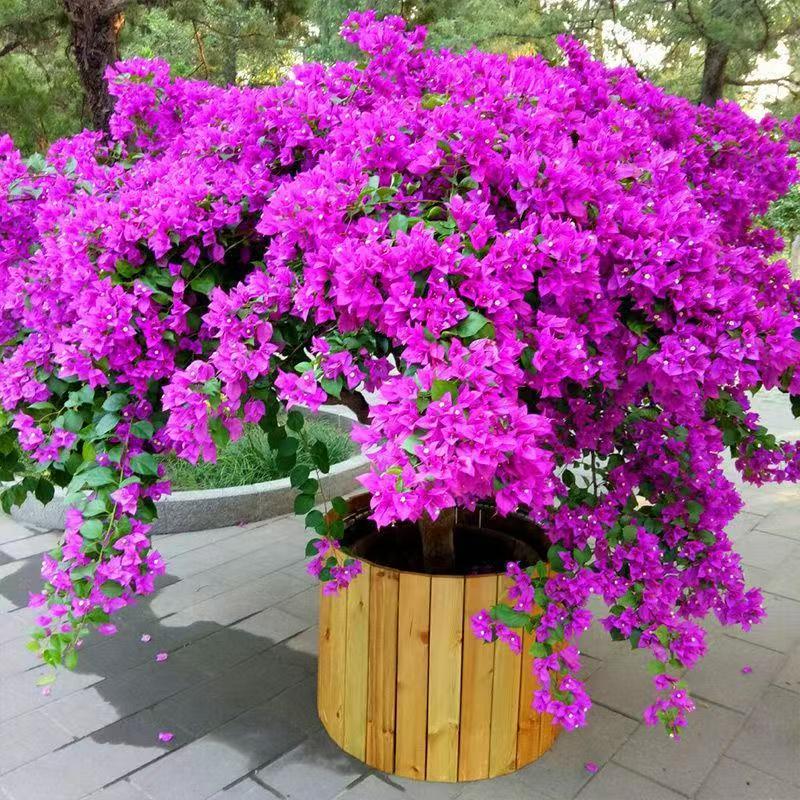 三角梅盆栽带花苞
