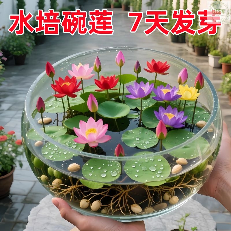 四季水培碗莲种子已开口植
