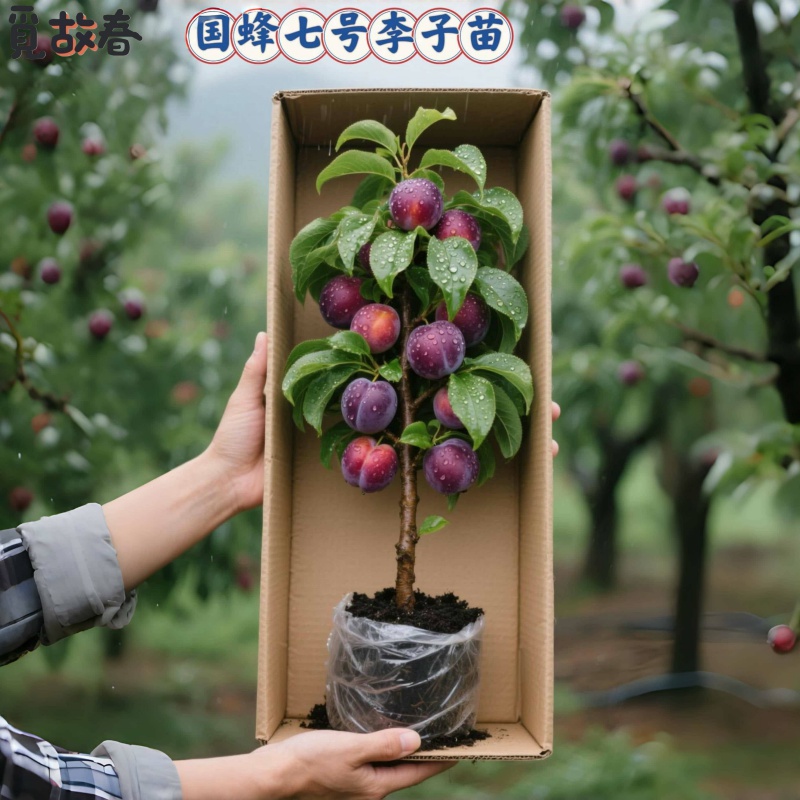 李子树苗国峰7号蜂糖果盆