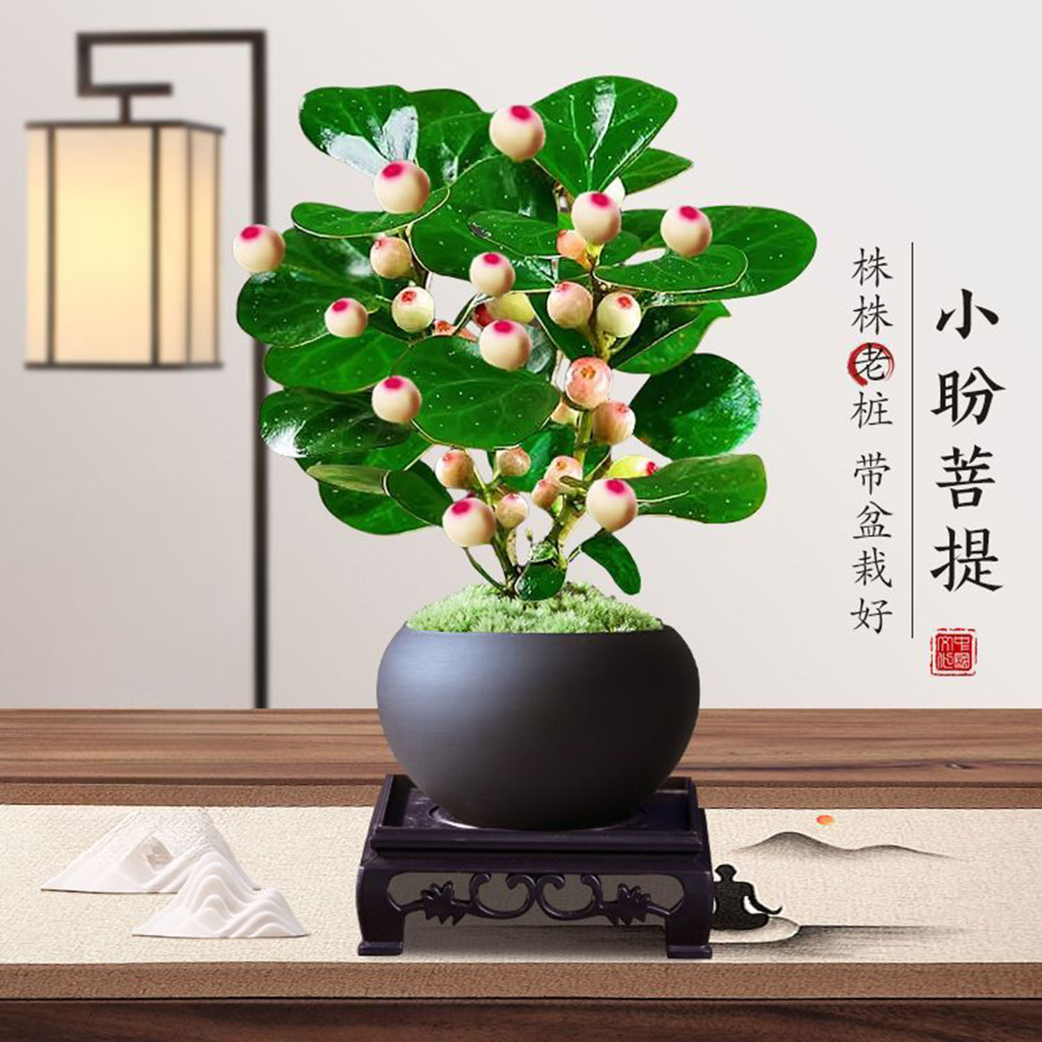 小盼菩提树特级带果盆栽阳