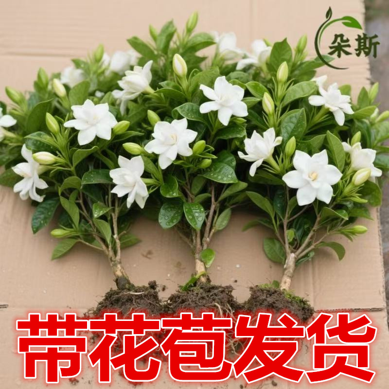 栀子花盆栽带花苞四季常青花卉带香味大叶牡丹重瓣香茉莉花双瓣